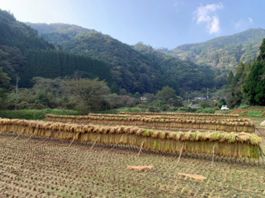 稲架