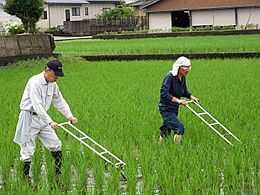 草取り