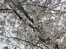 満開